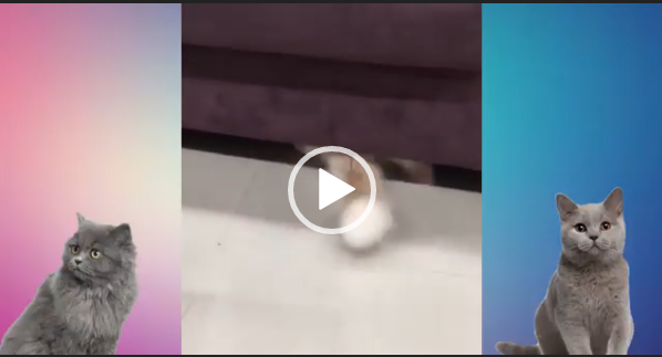 видео с кошками скачать сборник видео приколов для whatsapp