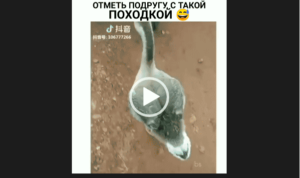 видео приколы про животных можно на whatsaper.ru  и без регистрации. Самое топовое . видео года друзья!!!