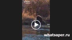 Медведь на рыбалке видео. Интересное видео про медведя.