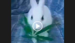 Бешенный заяц поел не той травы. Смешной и ржачный видео прикол про зайца.