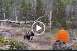Опасная охота на лося. Невероятное видео охоты. Скачать.
