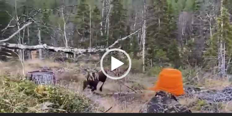 Опасная охота на лося. Невероятное видео охоты. Скачать.