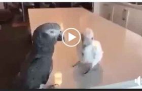 Смешное видео попугай танцует