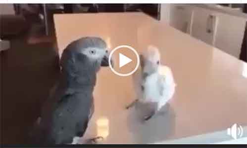 Смешное видео попугай танцует