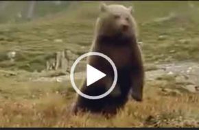 Видео про медвежонка скачать