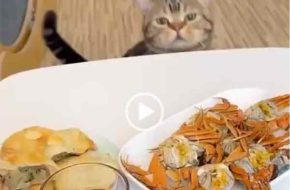 Всегда голодная кошка. Классное видео про кошку.