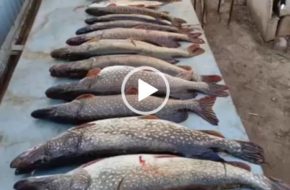 корткие приколы про рыбалку ватсап видео