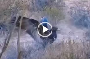 Волк против орла. Невероятное видео.